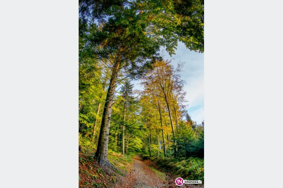 Jesienny poranek w Beskidzie Wyspowym - zdjęcie 12