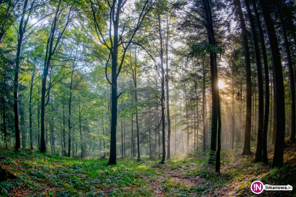 Jesienny poranek w Beskidzie Wyspowym - zdjęcie 13