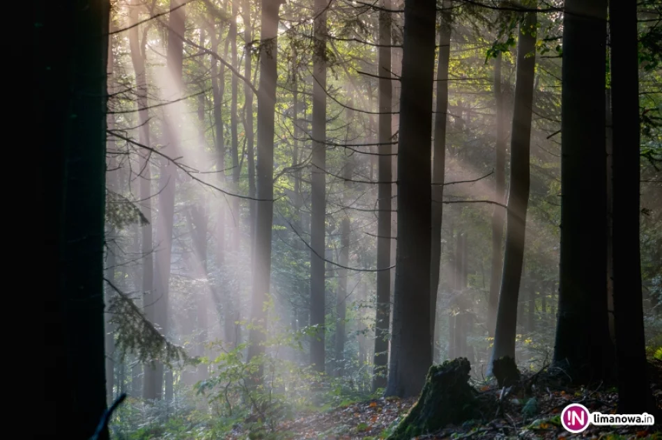 Jesienny poranek w Beskidzie Wyspowym - zdjęcie 14