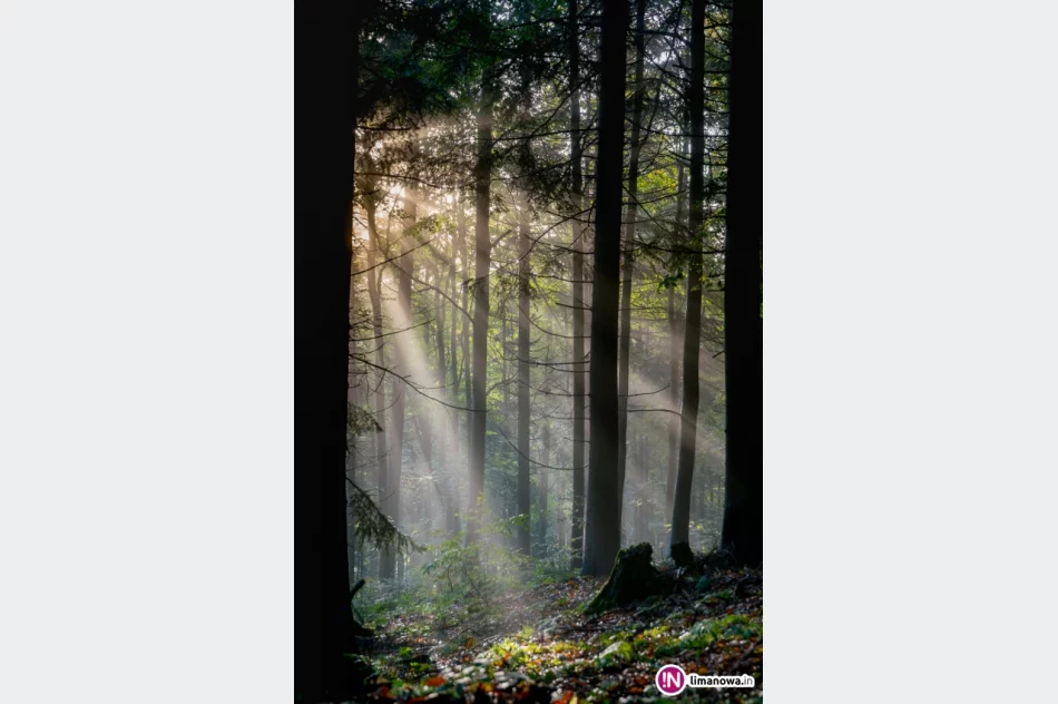 Jesienny poranek w Beskidzie Wyspowym - zdjęcie 15