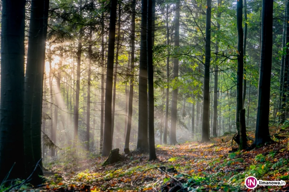 Jesienny poranek w Beskidzie Wyspowym - zdjęcie 16