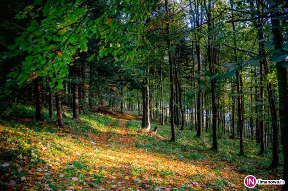Jesienny poranek w Beskidzie Wyspowym - zdjęcie 17