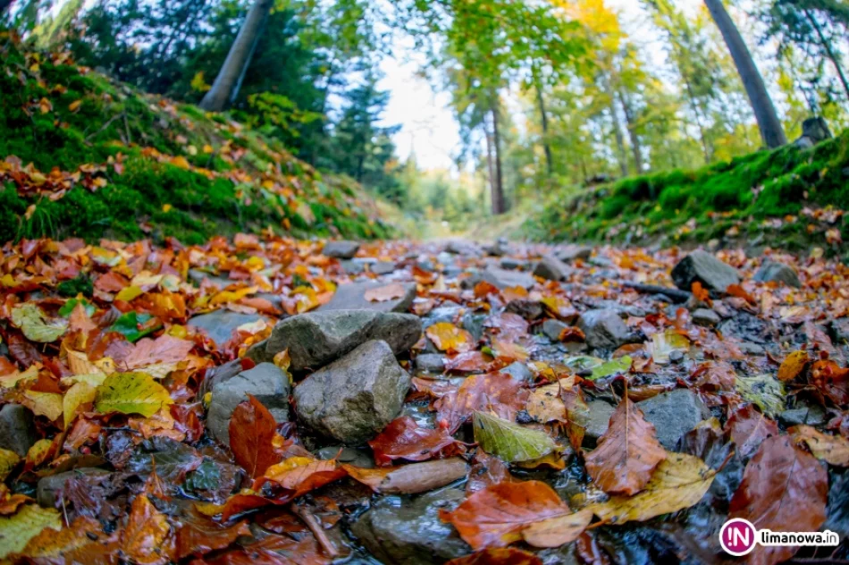 Jesienny poranek w Beskidzie Wyspowym - zdjęcie 19