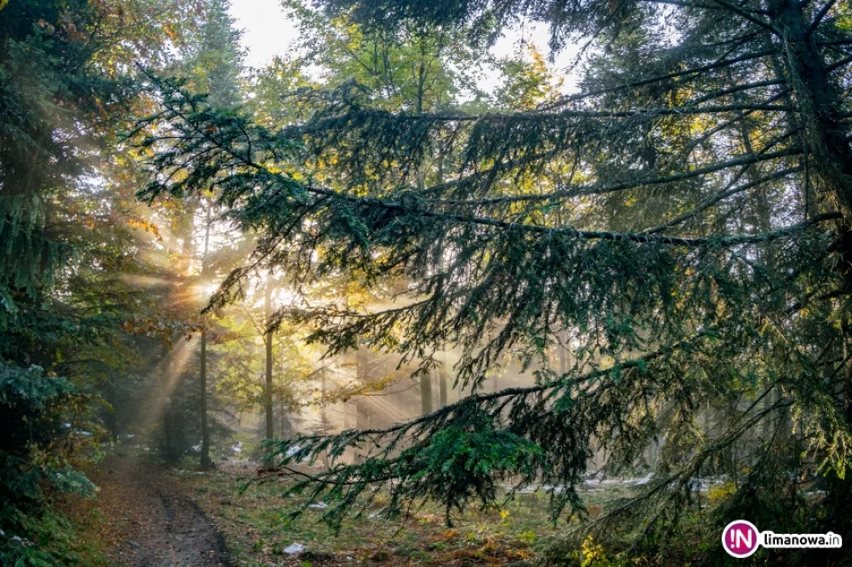 Jesienny poranek w Beskidzie Wyspowym - zdjęcie 20