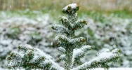 W górach sypie pierwszy śnieg - zdjęcie 4