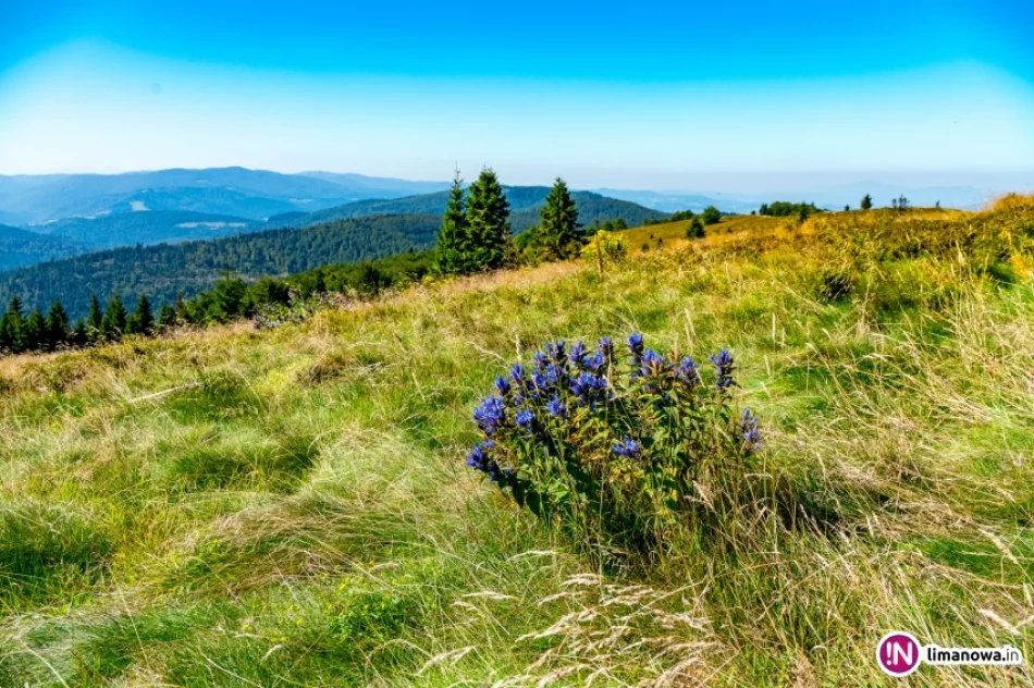 Złaz na Mogielicy 2016 - zdjęcie 2