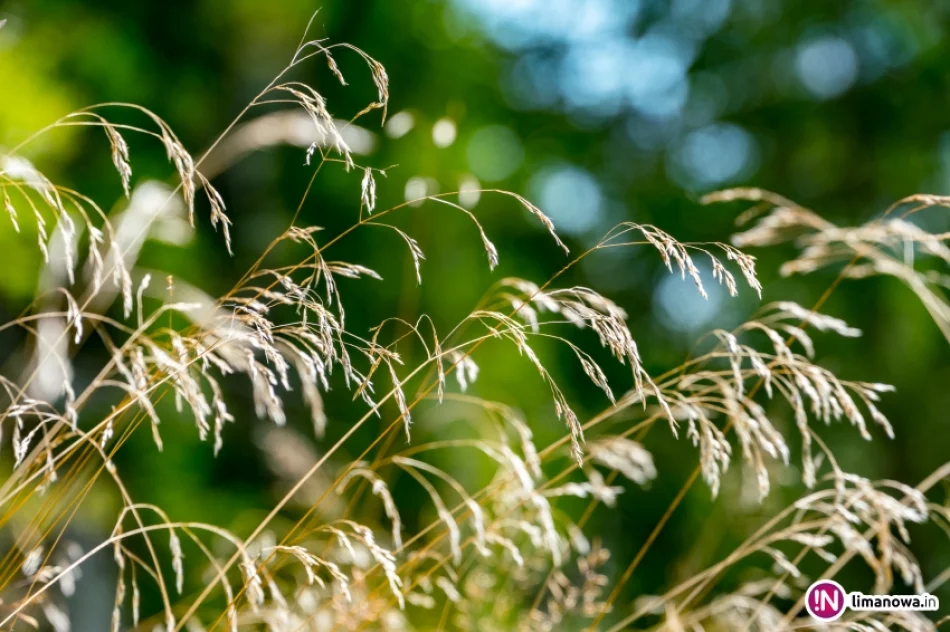 Złaz na Mogielicy 2016 - zdjęcie 10