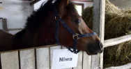 Stadnina koni, mini zoo: Nawojowa ma Końską Wioskę Tematyczną - zdjęcie 1