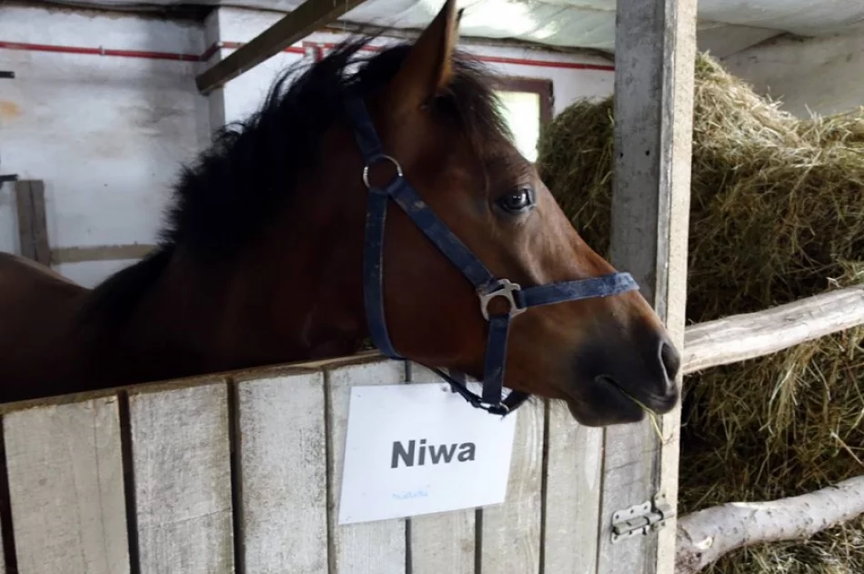 Stadnina koni, mini zoo: Nawojowa ma Końską Wioskę Tematyczną - zdjęcie 1