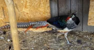 Stadnina koni, mini zoo: Nawojowa ma Końską Wioskę Tematyczną - zdjęcie 2