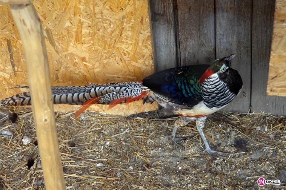 Stadnina koni, mini zoo: Nawojowa ma Końską Wioskę Tematyczną - zdjęcie 2