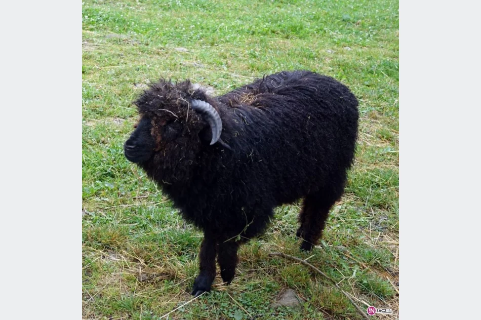 Stadnina koni, mini zoo: Nawojowa ma Końską Wioskę Tematyczną - zdjęcie 5