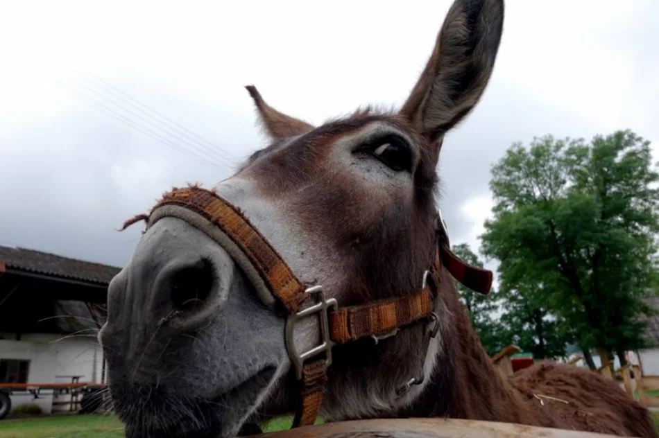 Stadnina koni, mini zoo: Nawojowa ma Końską Wioskę Tematyczną - zdjęcie 12