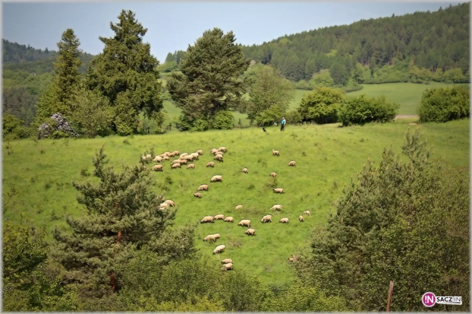 PTTK na polsko-słowackich szlakach - zdjęcie 8