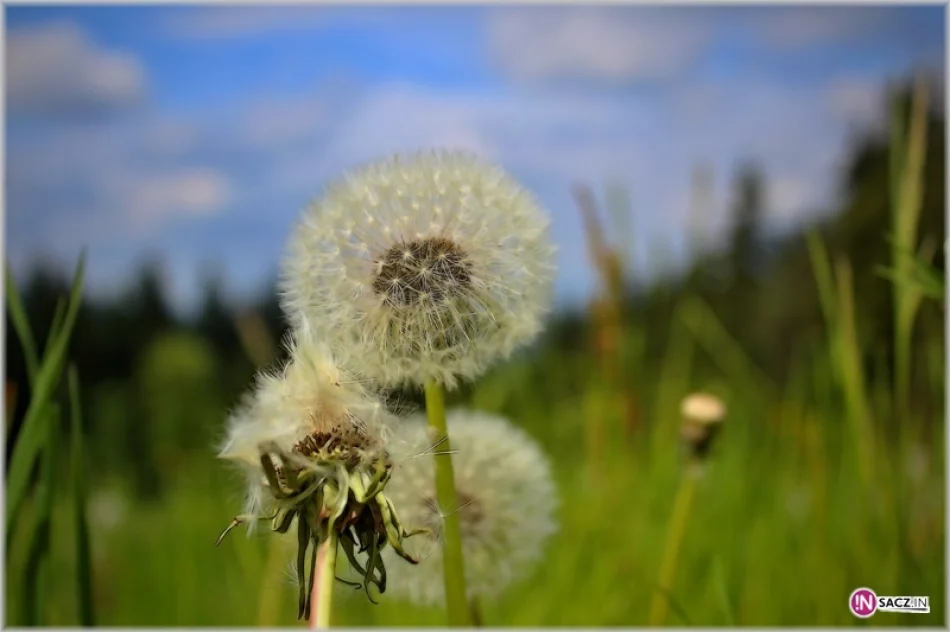 Jajecznica z tysiąca jaj! PTTK w Zamku Stara Baśń - zdjęcie 3
