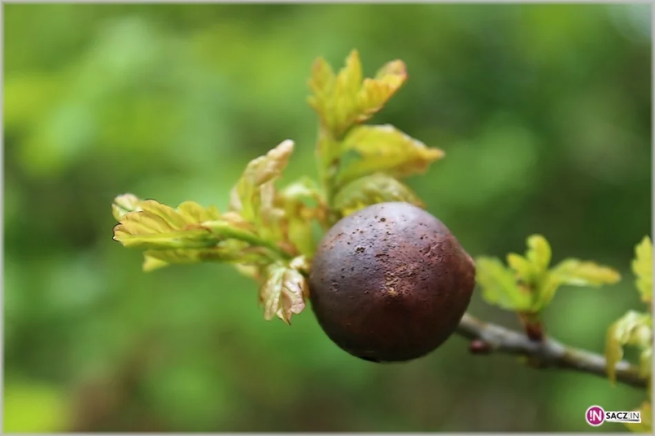 Jajecznica z tysiąca jaj! PTTK w Zamku Stara Baśń - zdjęcie 5