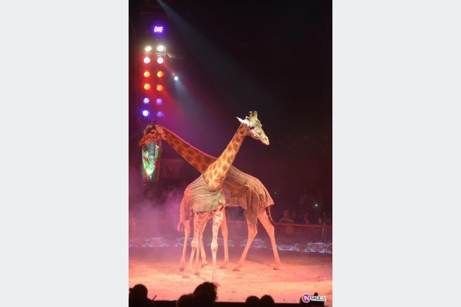 Cyrk Medrano w Nowym Sączu! - zdjęcie 9