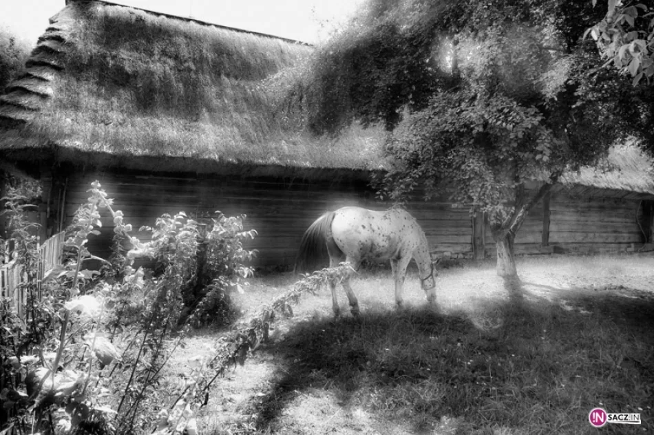 "Małe Ojczyzny" w Domu Polsko-Słowackim - zdjęcie 7