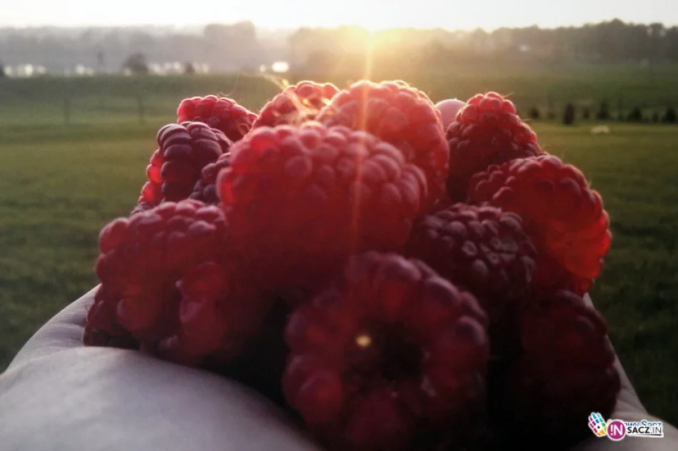 W ratuszu można obejrzeć wystawę „Emitenci pozytywnej energii” - zdjęcie 4