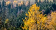 Promocja regionu - widoki z Gorców i Beskidu Wyspowego w TVP Info - zdjęcie 3