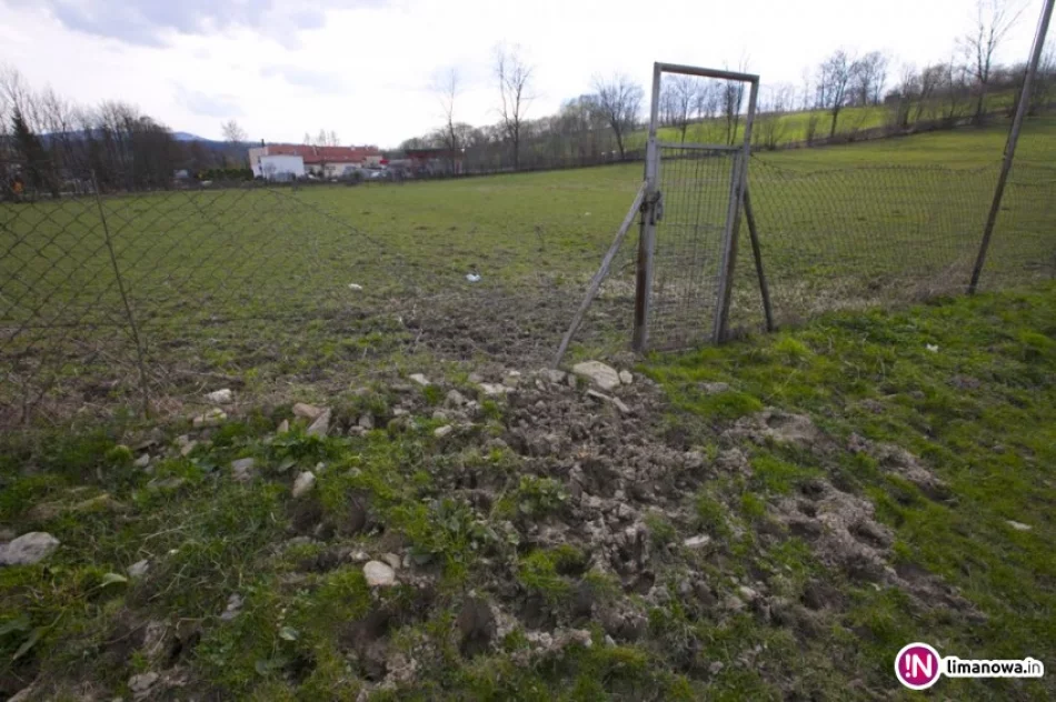 Krowy 'wtargnęły' na murawę. Mecz musiał zostać przełożony - zdjęcie 2