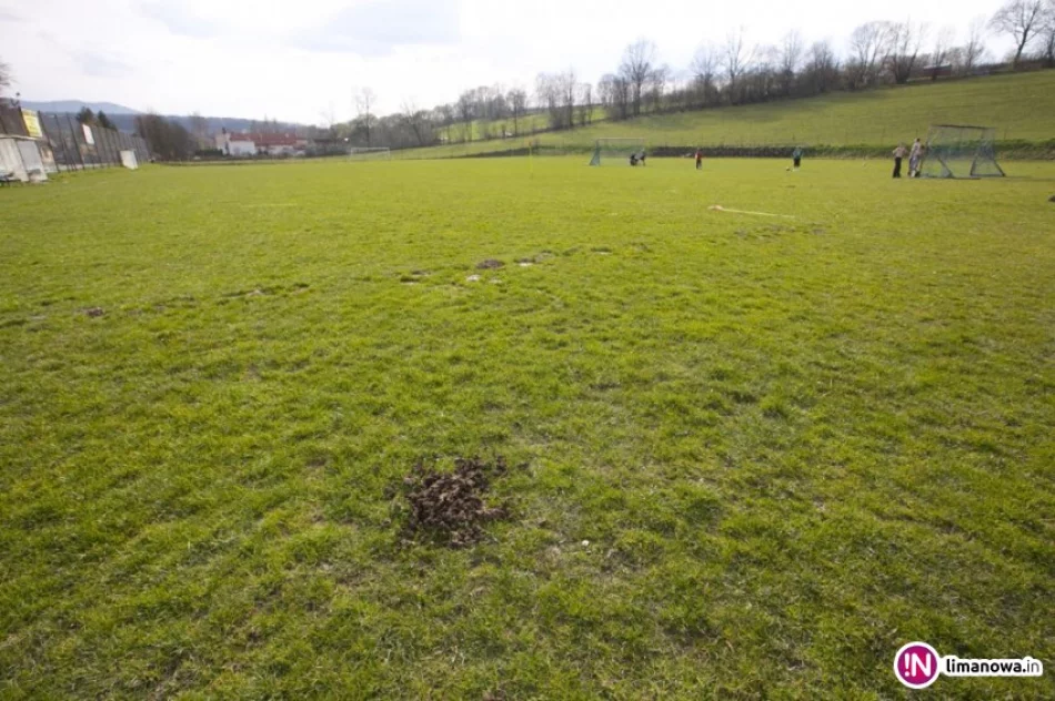 Krowy 'wtargnęły' na murawę. Mecz musiał zostać przełożony - zdjęcie 4