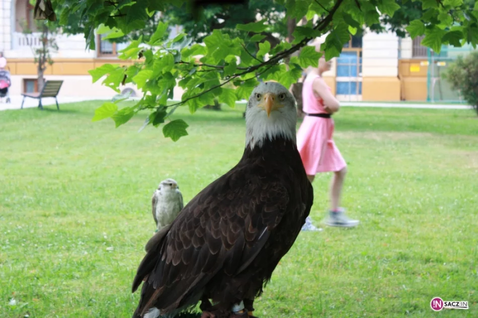 Klejnoty koronne na krynickim deptaku - zdjęcie 14