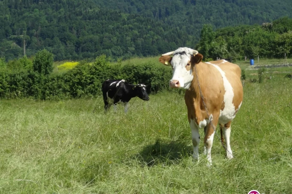 Odkryj Beskid Wyspowy - Lubogoszcz - zdjęcie 4