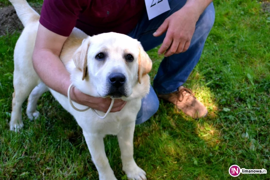 KRAJOWA WYSTAWA PSÓW RASOWYCH GRUPY VIII - NOWY SĄCZ - zdjęcie 2