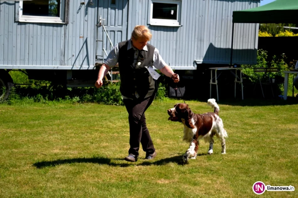 KRAJOWA WYSTAWA PSÓW RASOWYCH GRUPY VIII - NOWY SĄCZ - zdjęcie 4