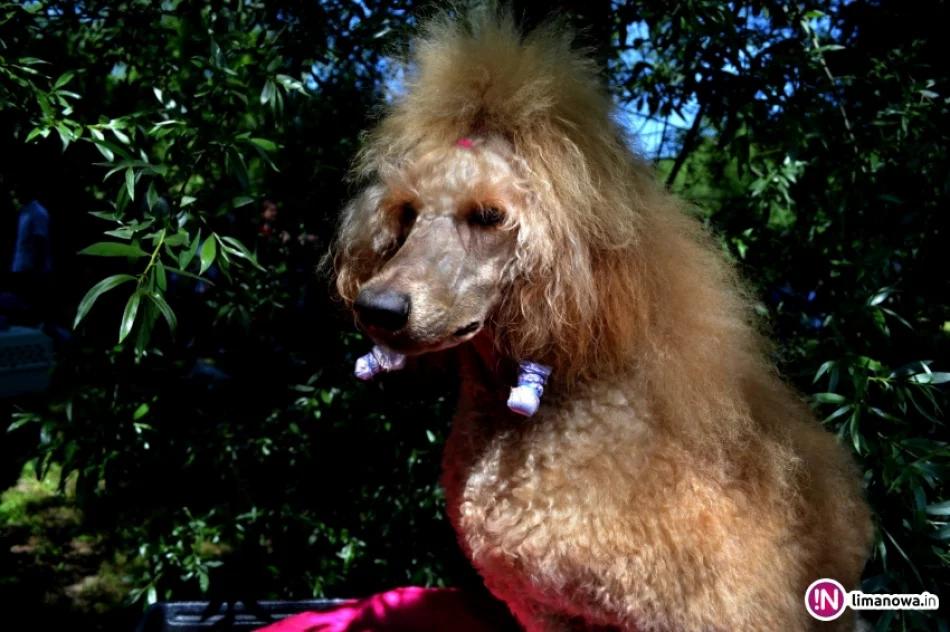 KRAJOWA WYSTAWA PSÓW RASOWYCH GRUPY VIII - NOWY SĄCZ - zdjęcie 5