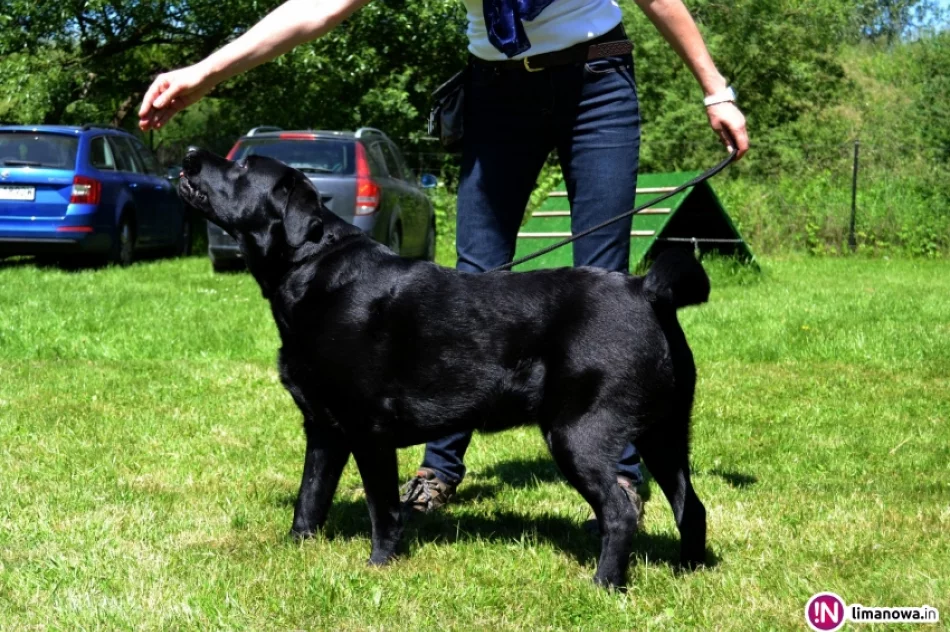 KRAJOWA WYSTAWA PSÓW RASOWYCH GRUPY VIII - NOWY SĄCZ - zdjęcie 6