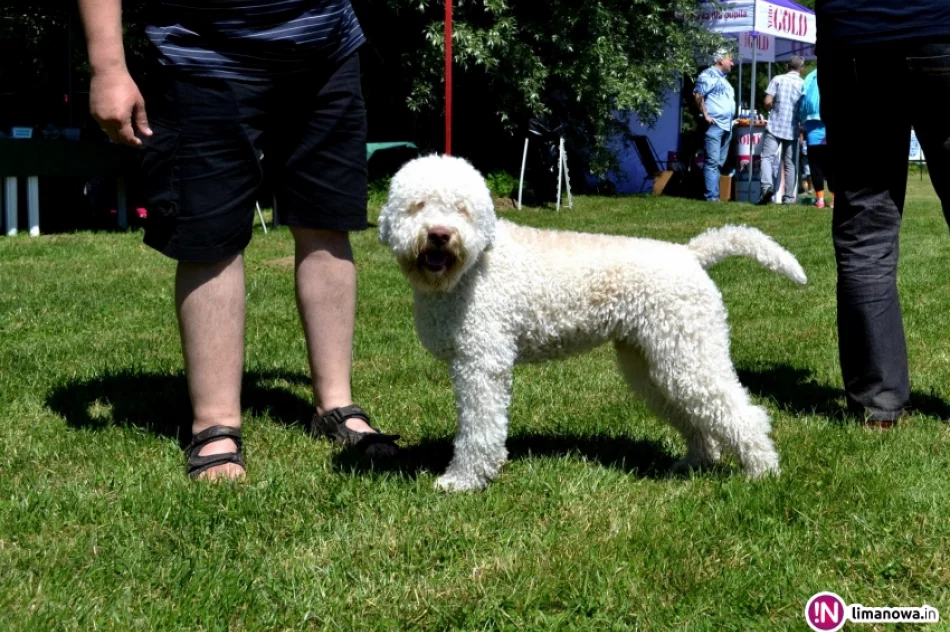 KRAJOWA WYSTAWA PSÓW RASOWYCH GRUPY VIII - NOWY SĄCZ - zdjęcie 7