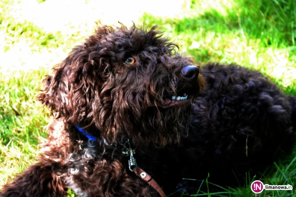 KRAJOWA WYSTAWA PSÓW RASOWYCH GRUPY VIII - NOWY SĄCZ - zdjęcie 8