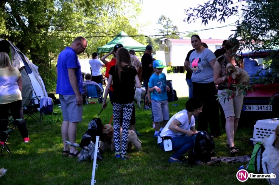 KRAJOWA WYSTAWA PSÓW RASOWYCH GRUPY VIII - NOWY SĄCZ - zdjęcie 9