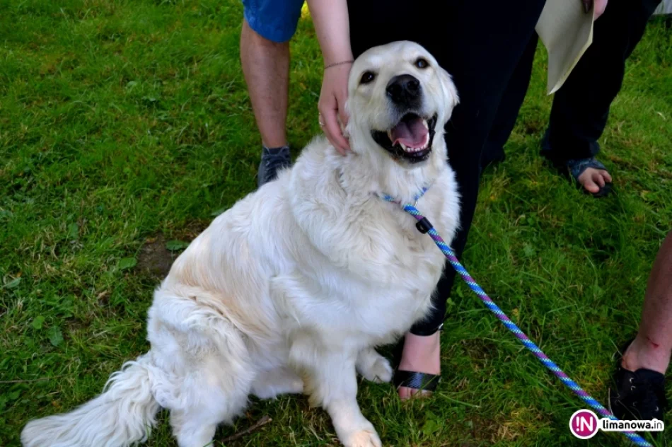 KRAJOWA WYSTAWA PSÓW RASOWYCH GRUPY VIII - NOWY SĄCZ - zdjęcie 10