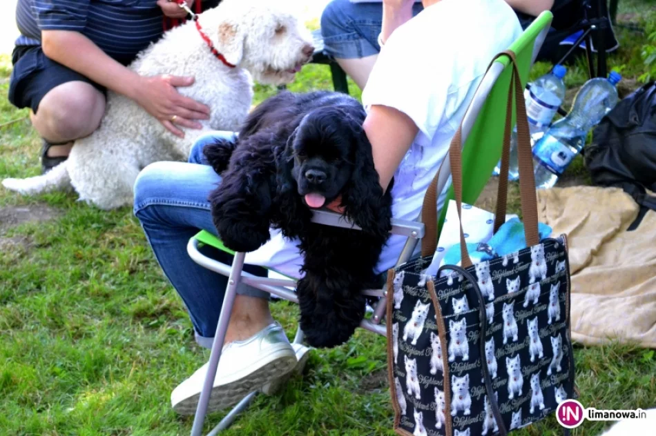 KRAJOWA WYSTAWA PSÓW RASOWYCH GRUPY VIII - NOWY SĄCZ - zdjęcie 11