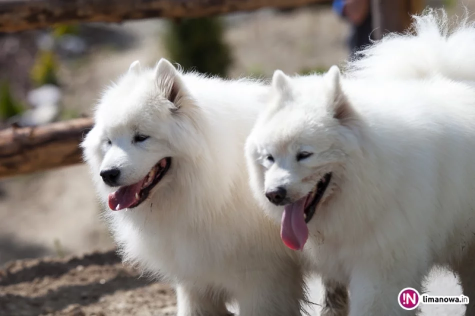 Frikaj na Mogielicy - zdjęcie 3