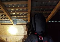 Mężczyzn użądliły szerszenie, trzeba było wezwać pogotowie - zdjęcie główne