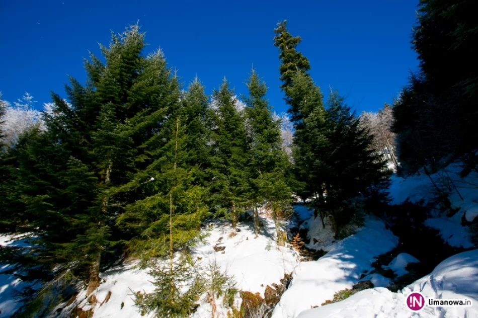 Trasy biegowe, polana Stumorgi i szczyt Mogielicy - zdjęcie 2
