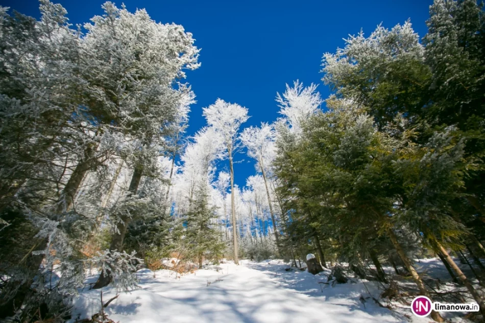 Trasy biegowe, polana Stumorgi i szczyt Mogielicy - zdjęcie 15