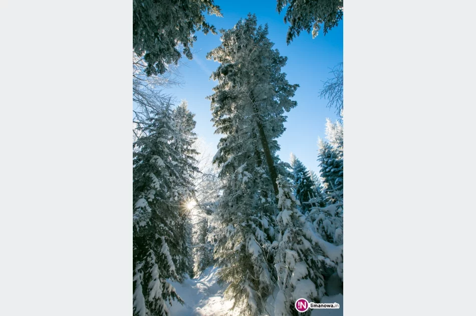 Zimowy poranek na Mogielicy - zdjęcie 3