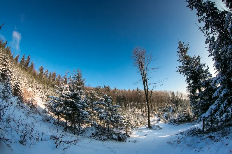 Mogielica lekko przysypana śniegiem... - zdjęcie 18
