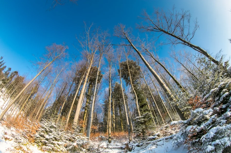Mogielica lekko przysypana śniegiem... - zdjęcie 19