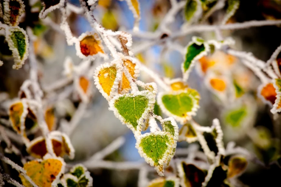 Mroźny poranek we mgle... - zdjęcie 3