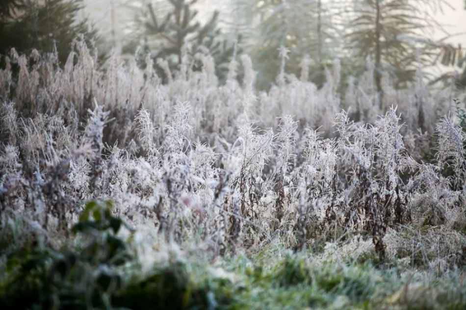 Mroźny poranek we mgle... - zdjęcie 6