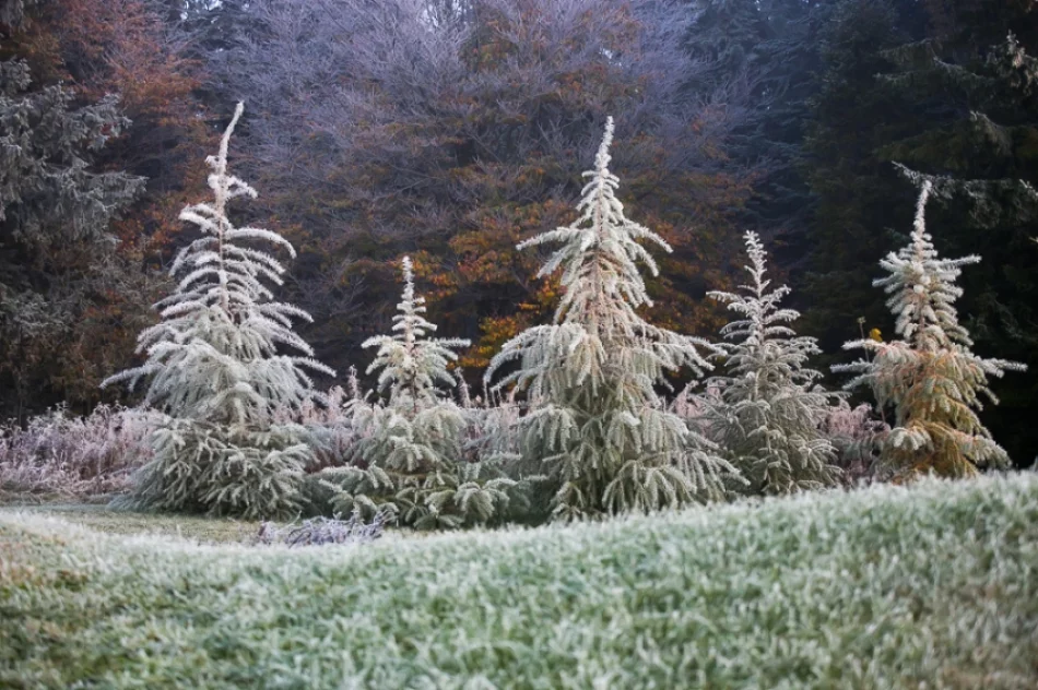 Mroźny poranek we mgle... - zdjęcie 7