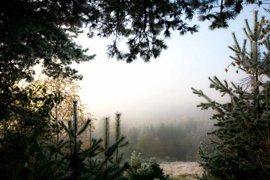 Mroźny poranek we mgle... - zdjęcie 8