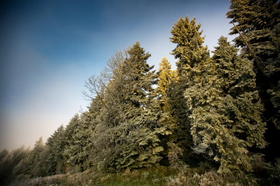 Mroźny poranek we mgle... - zdjęcie 9