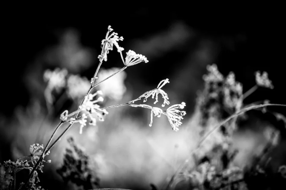 Mroźny poranek we mgle... - zdjęcie 10